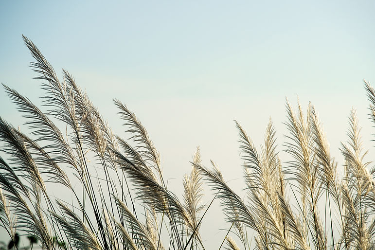 AdobeStock_303716577.jpeg