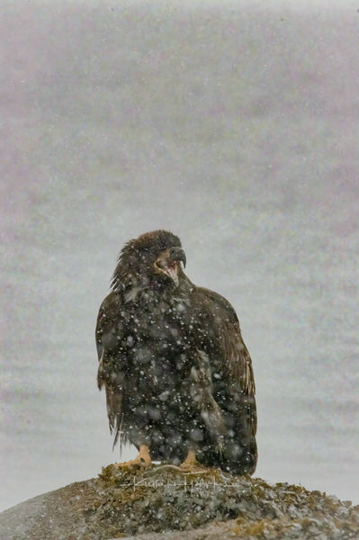 A juvenile Bald eagle in the snow on Gabriola island, BC, Canada