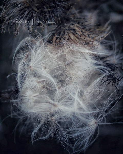 The Creeping thistle on Gabriola island, BC, Canada