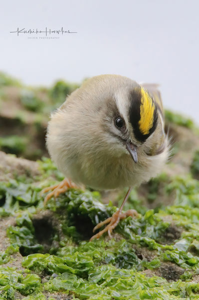 A Golden crowned kinglet on Gabriola island, BC, Canada