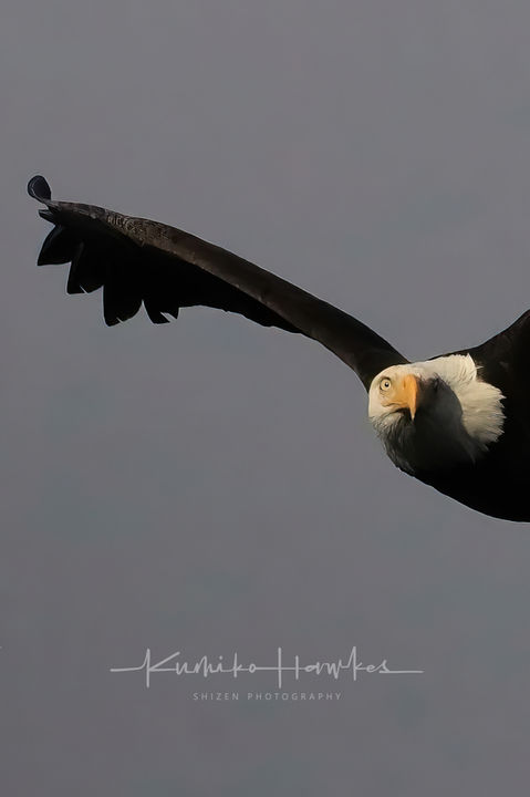 _Watching each other_ A bald eagle, Gabriola island, BC, Canada