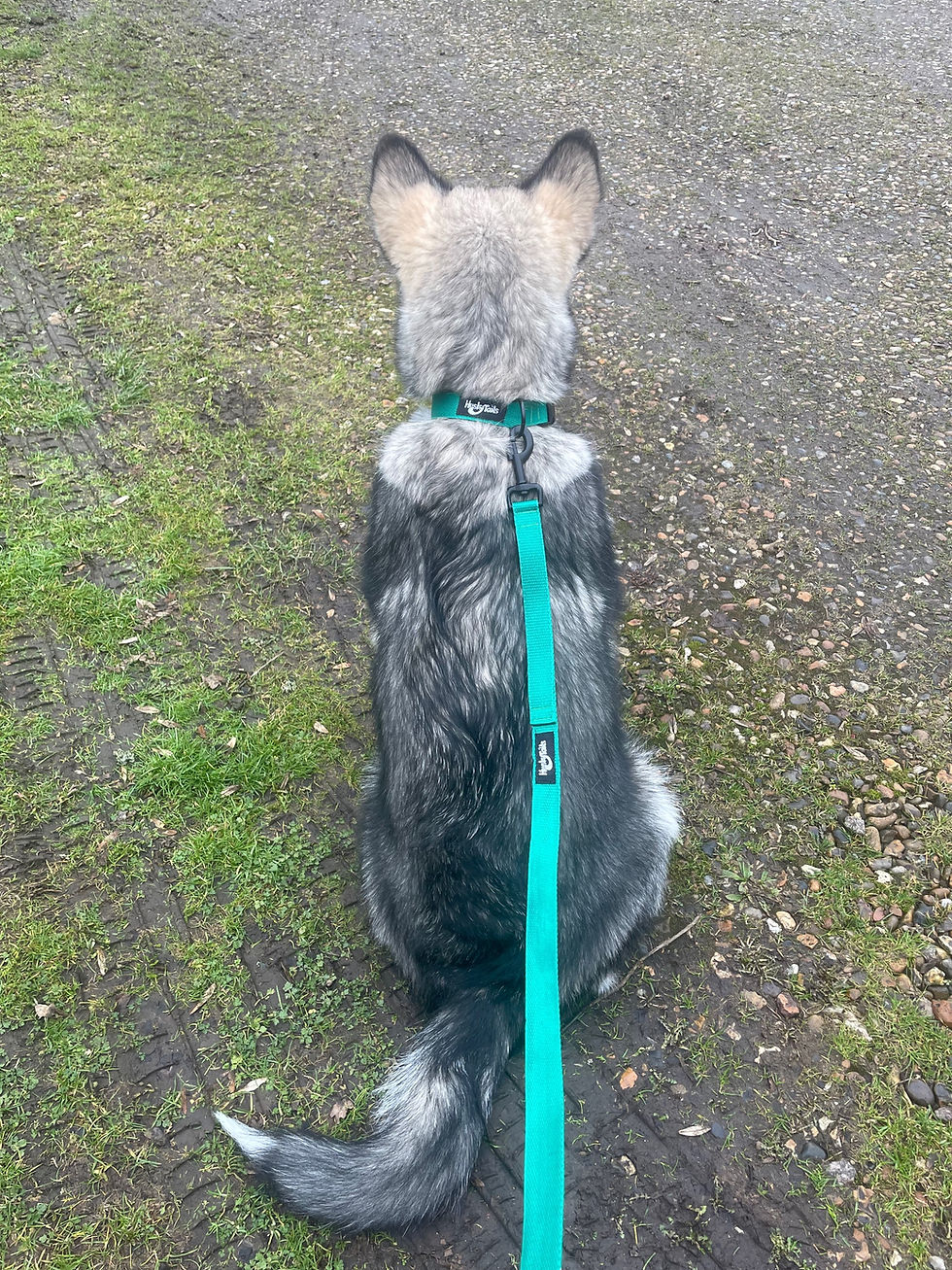 Thumbnail: Husky Tails Endurance Standard Lead