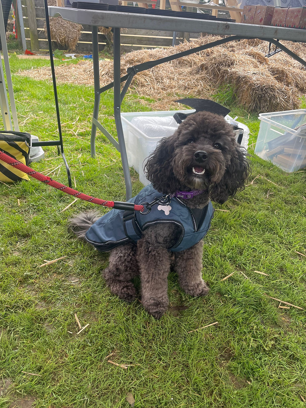 Thumbnail: Danish Design 2 in 1 Harness Coat
