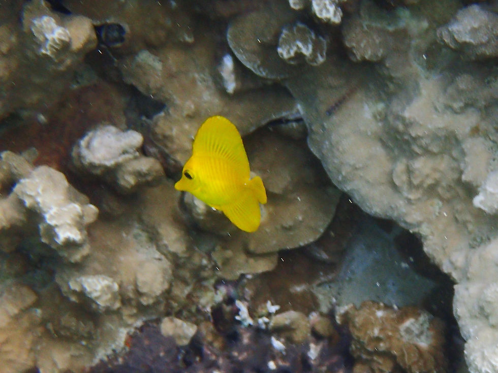 Photograph of a Zebrasoma flavescens by the FishEye Collaborative