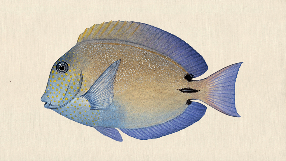 Illustration of a Acanthurus nigrofuscus.