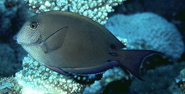 Photograph of a Acanthurus nigrofuscus by the FishEye Collaborative