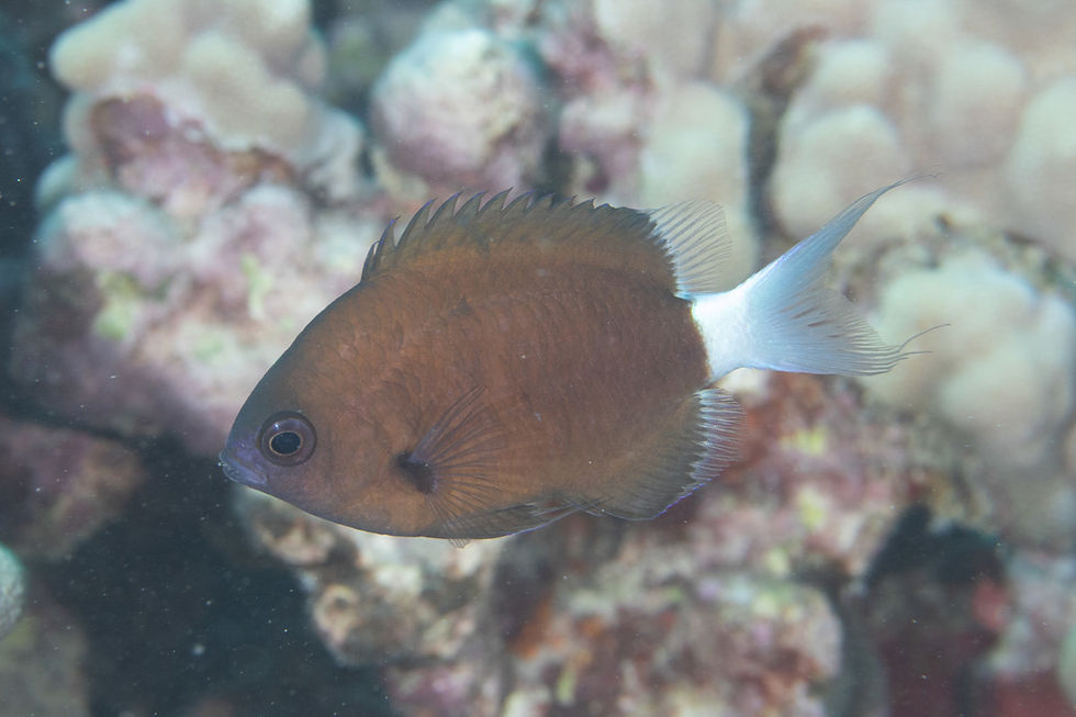 Illustration of a Pycnochromis hanui.