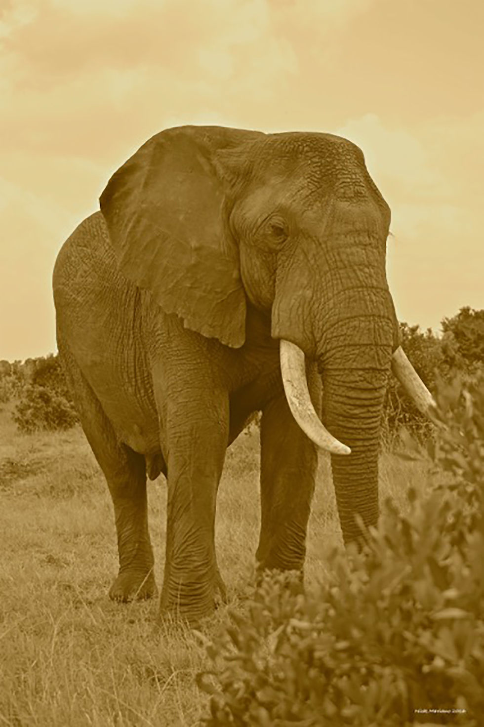 Elephant