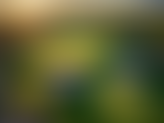 Sony Open: Outright Card