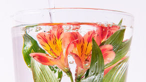 Advanced Water Solutions in Tampa