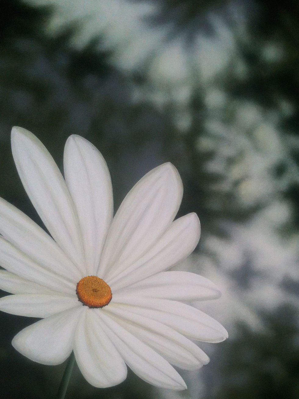 My Mother's Garden