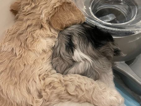 4 weeks old already 🐶