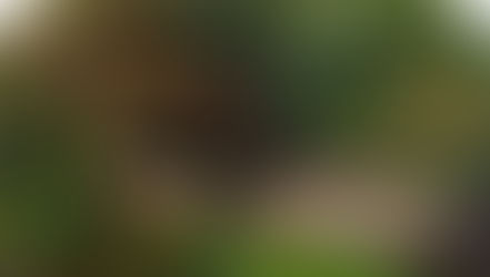 מהפרה־רפאליטים לטיילור סוויפט: הרומנטיקה האפלה חוזרת