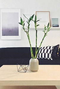 bambu-da-sorte-54.jpg