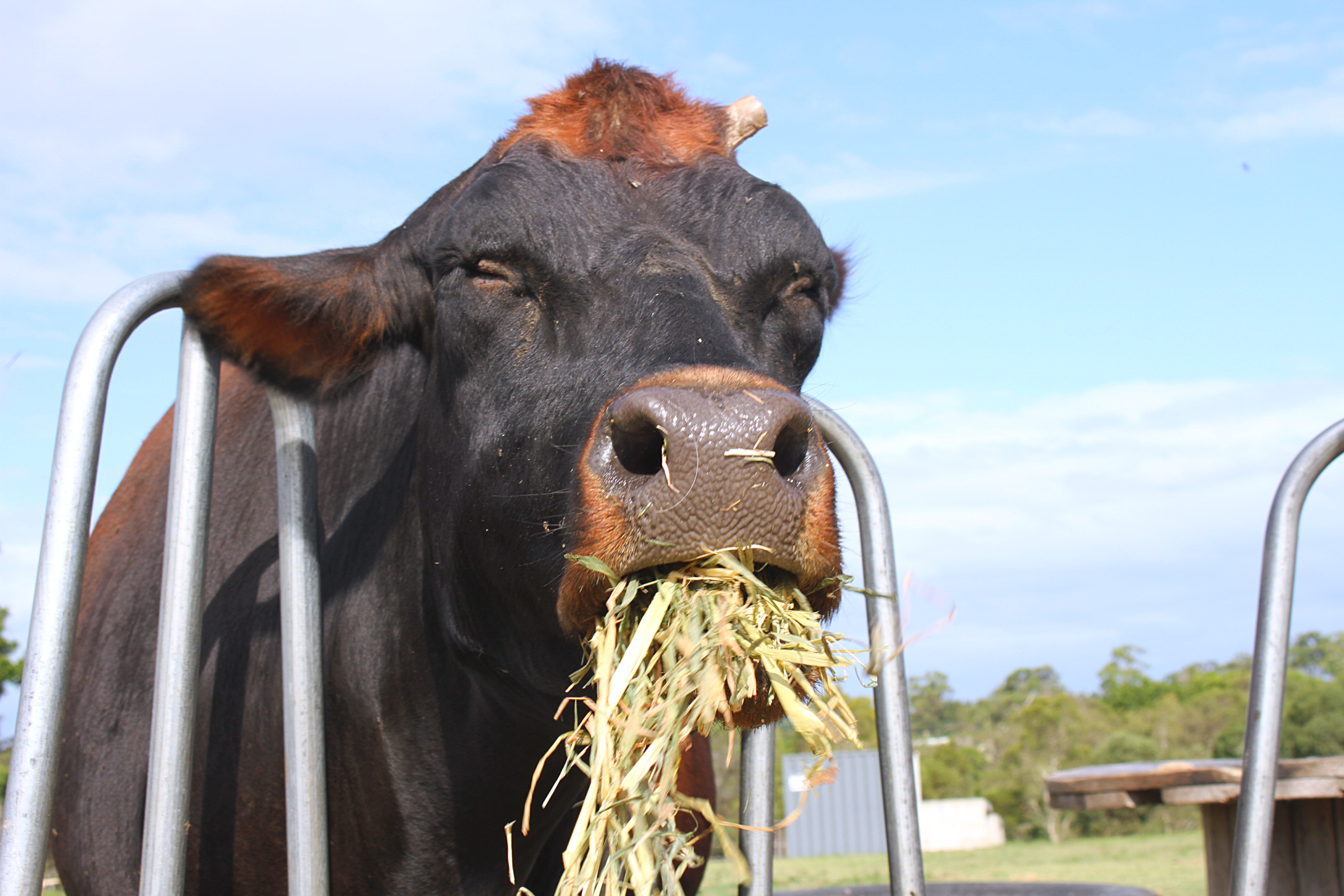 Shout our Animals Hay for a Week