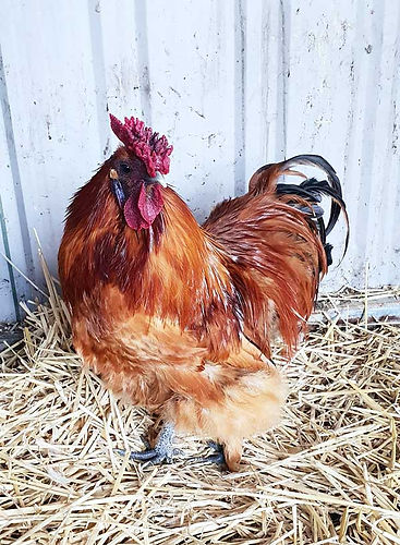 Russell-Crow-Deathrow-Unchained.jpg