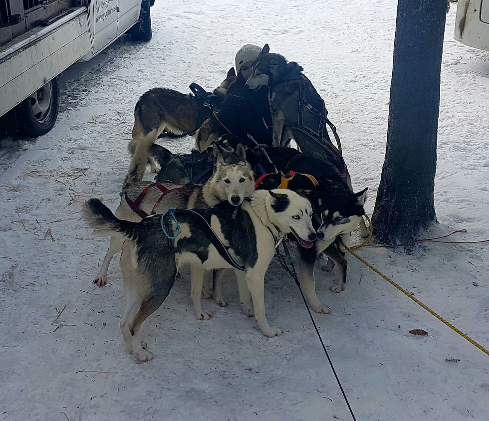 Siberian husky love