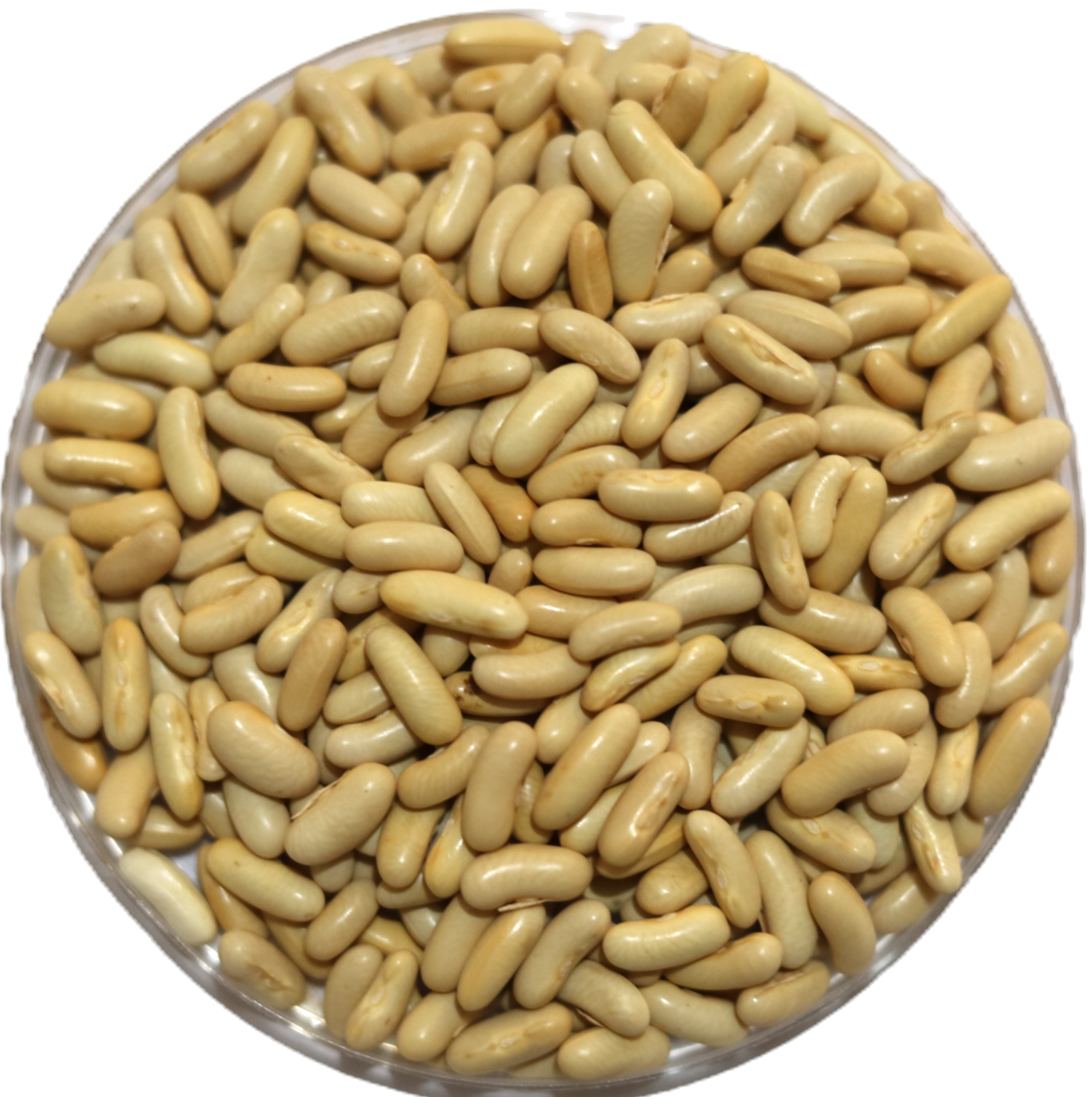 French Beans (White)