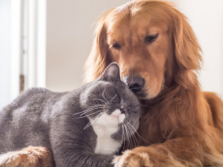 Major Household Dangers for Cats and Dogs