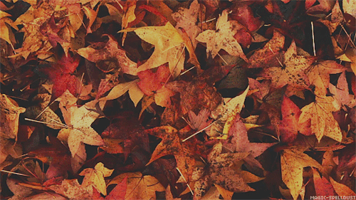 Feliz Mabon!