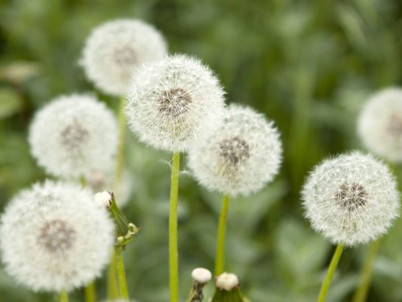 Herbologia |.| Dente de Leão / Taraxacum Officinale