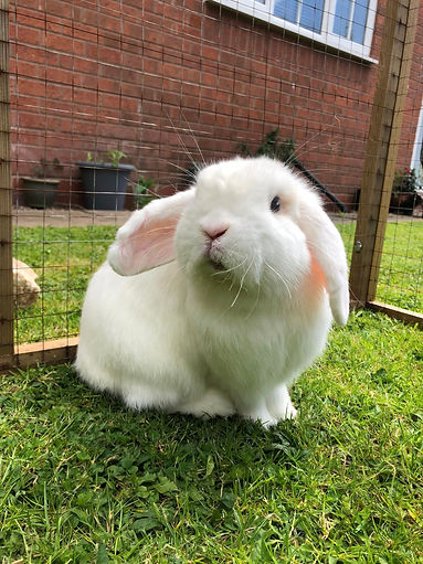 HOME | Bunny Angels