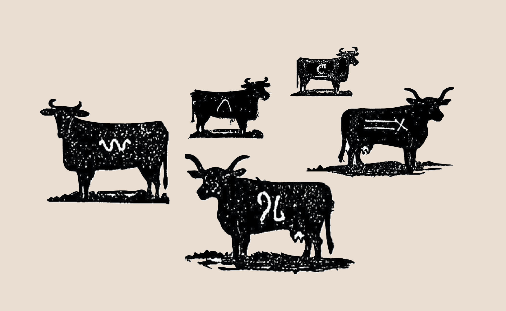 branding-des-cowboys.gif