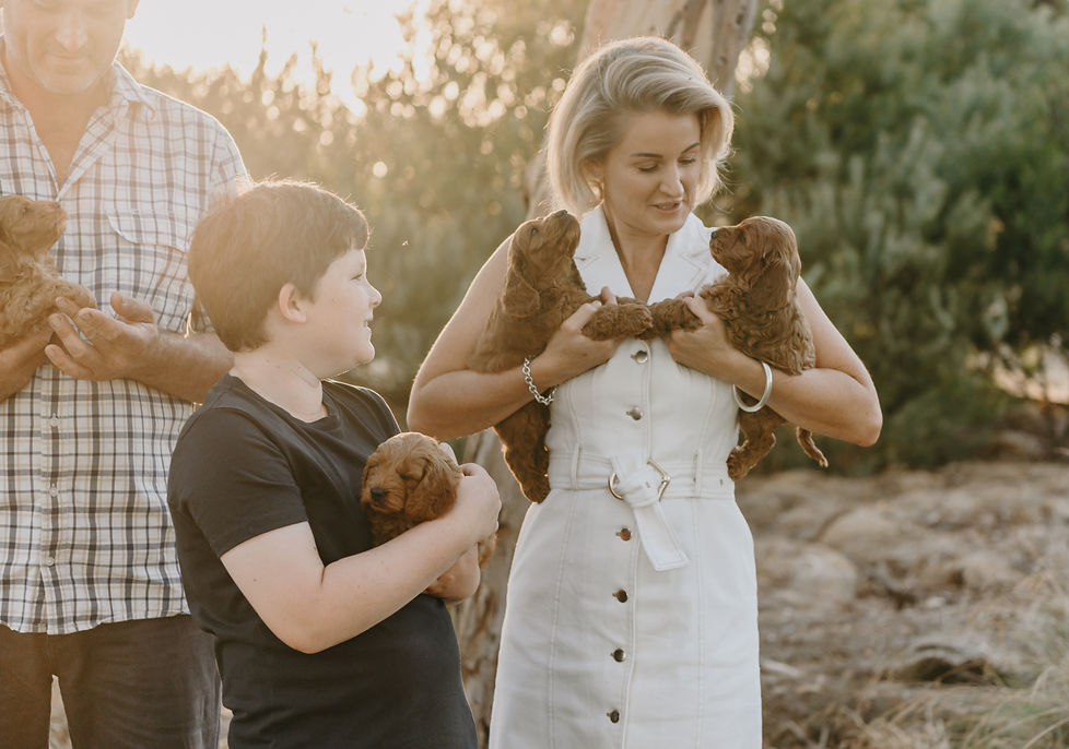 Family with red Spoodle puppies
