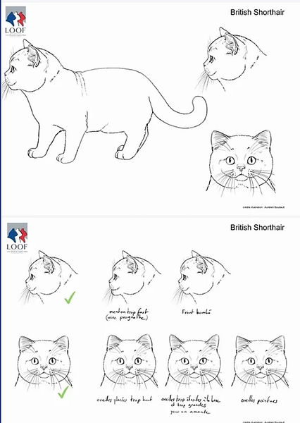 Le standard du British Shorthair expliqué en dessin