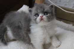 Broly - British longhair bleu et blanc