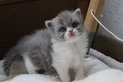 Broly - British longhair bleu et blanc