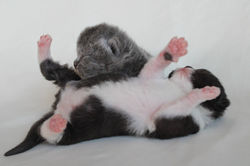 Bucky, Black Widdow