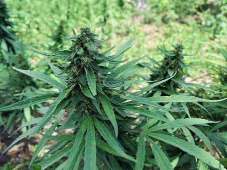 Discovering Jamaican Ganja Culture: A Grooming Experience with Conzcut Mobile Barber Service