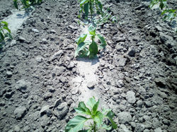 steketee_ic_light_009