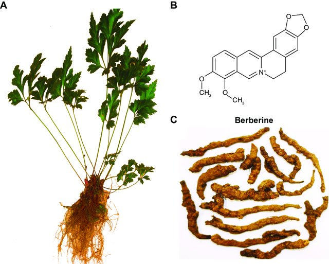 Berberine A Potent Compound Used In Chinese Medicine Is Repeatedly 