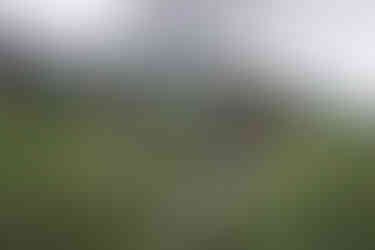 Two women stand in the tree tops picking tea leaves from wild arbor tea trees