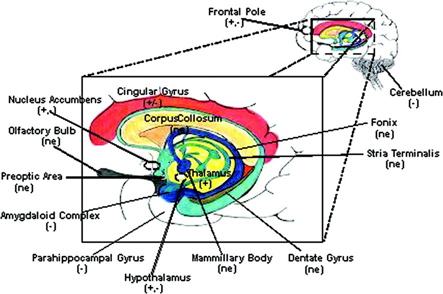 Sagital slice of the brain showing areas where acupuncture elicits effects.