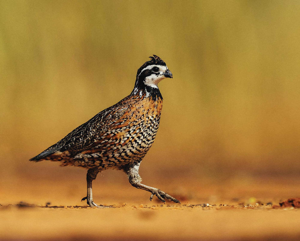 quail new.jpg