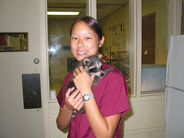 Raccoon Baby 002.jpg