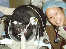 Giblet the PB Pig 2.JPG