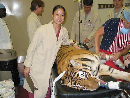 Tiger 020.jpg