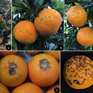 pockmarked oranges