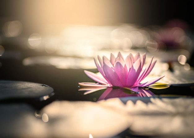 beautiful-lotus-flower-water-after-rain-