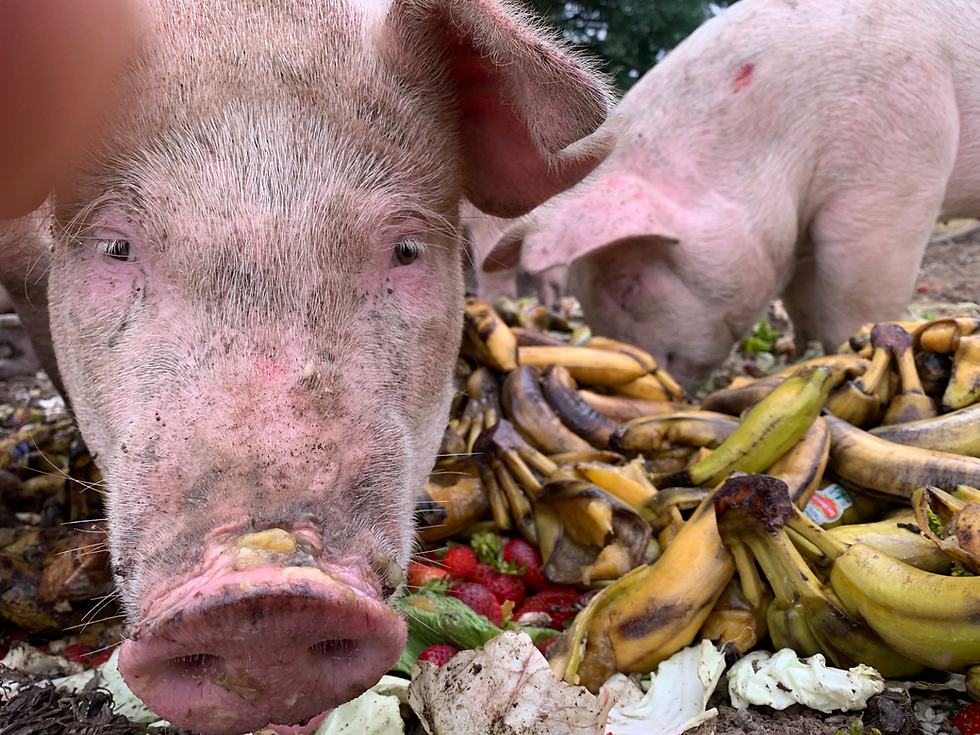 Thumbnail: Woodland-Raised Pork (Whole) Reservation (2026)