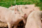 Thumbnail: Woodland-Raised Pork (Whole) Reservation (2026)