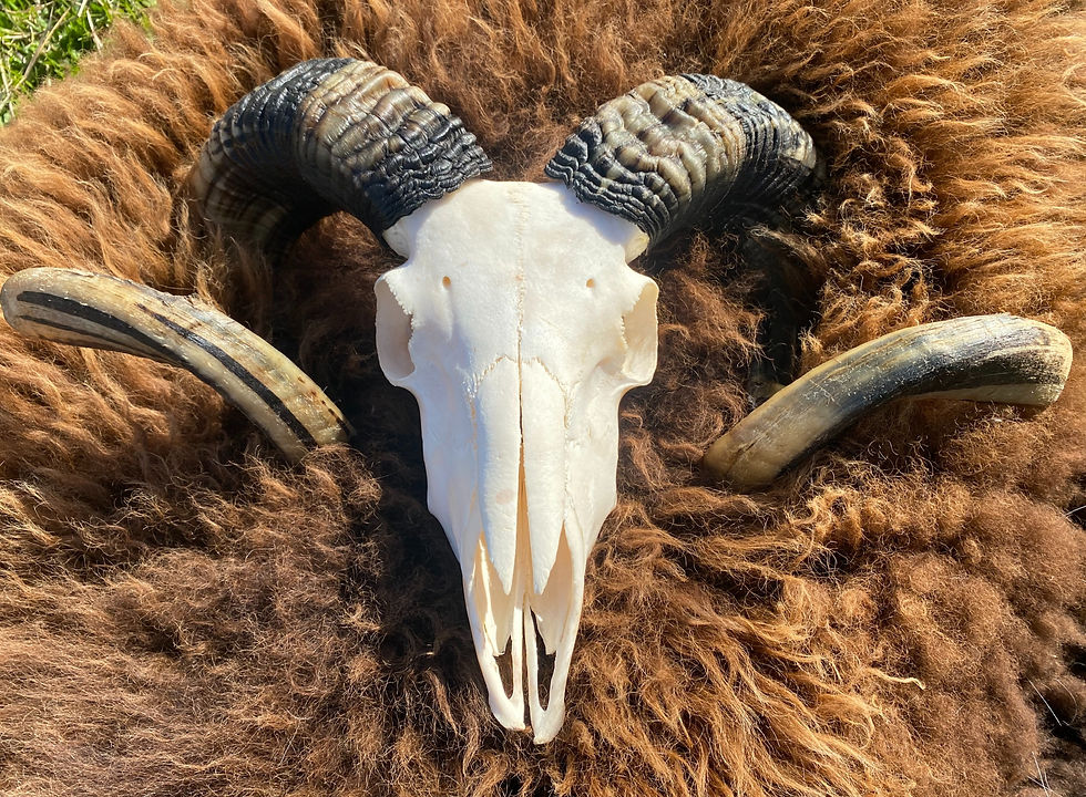 Course: Sheep Harvest and Butchery