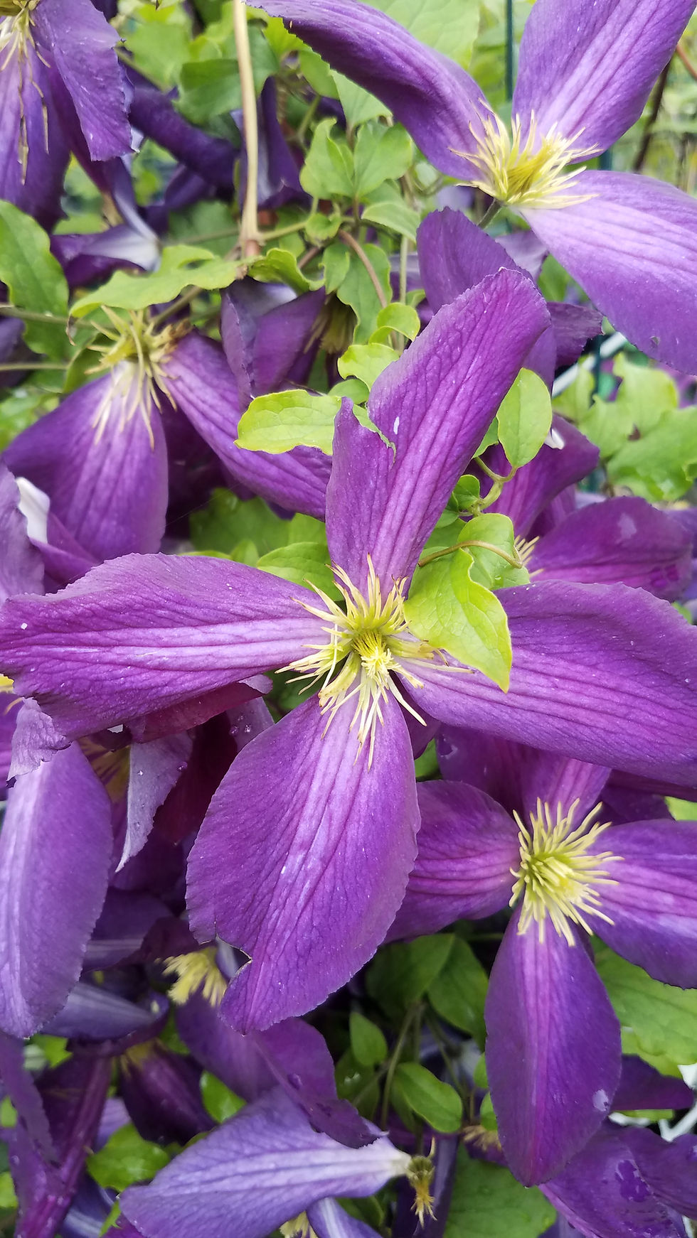 Clematis