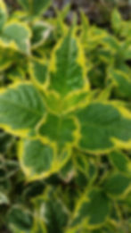 Variegated Weigela