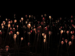 Field of Lights-2004-2013