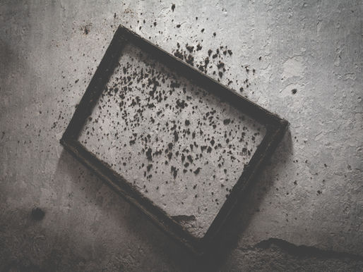 Black Mold in your South Florida Home – All that you Need to Know